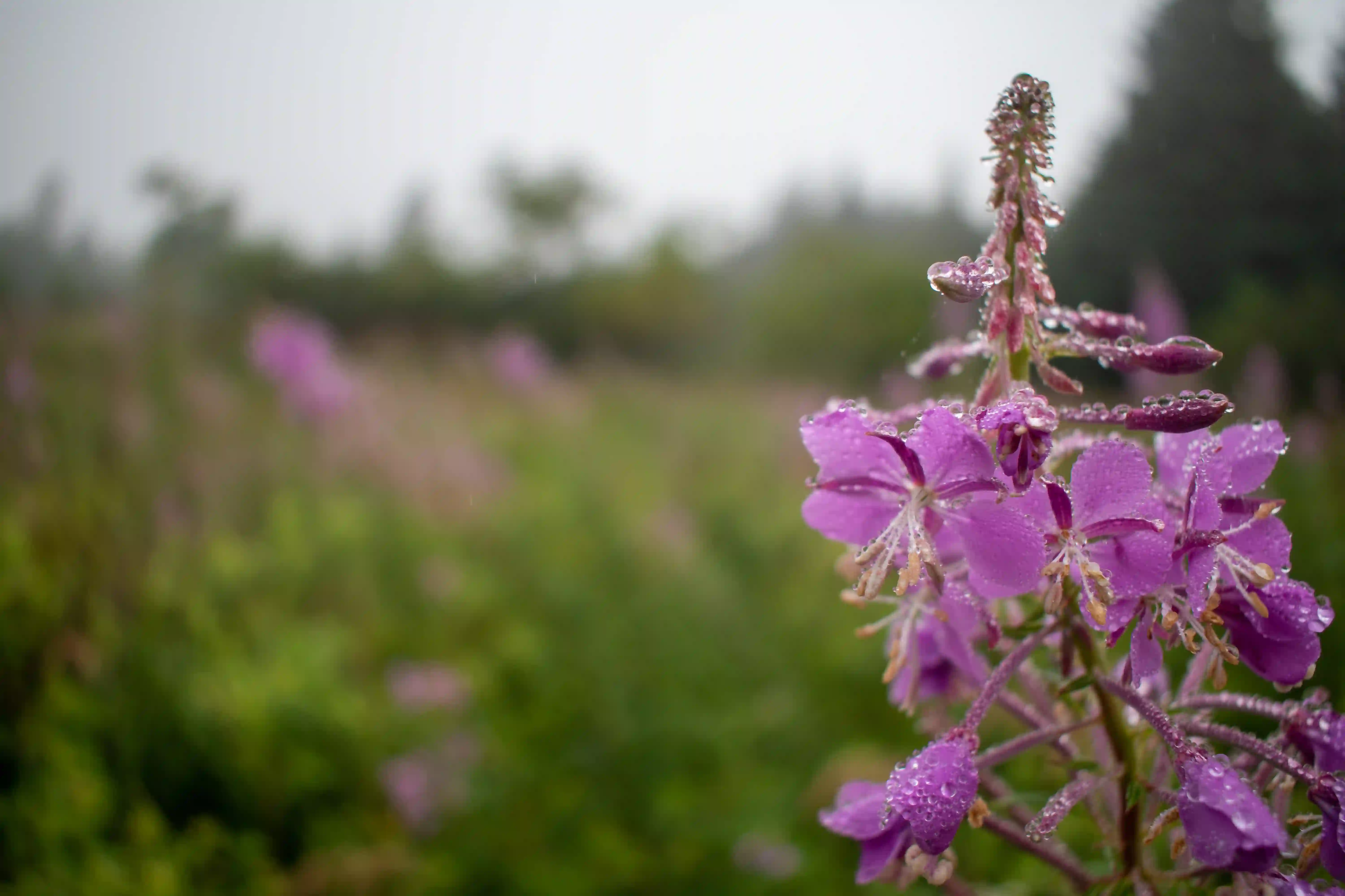 Photography - Image 1